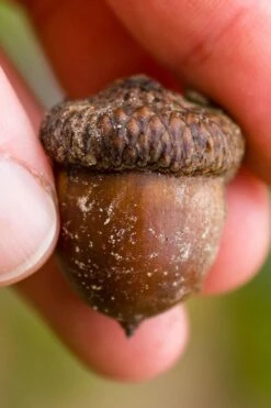 Shumard Red Oak Tree (Quercus Shumardii) - 3 Pack Of 1.5 Quart Pots -Garden Plants Shop quercus shumardii shumard red oak 5