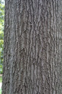 Shumard Red Oak Tree (Quercus Shumardii) - 3 Pack Of 1.5 Quart Pots -Garden Plants Shop quercus shumardii shumard red oak 6