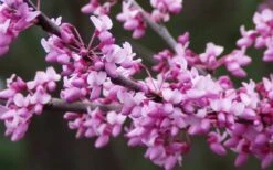 Eastern Redbud - 3 Gallon Pot -Garden Plants Shop redbud Eastern Tree Flowers 1
