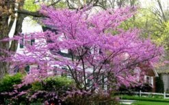 Eastern Redbud - 2 Gallon Pot 13 Eastern Redbud - 2 Gallon Pot -Garden Plants Shop redbud Eastern Tree In Bloom