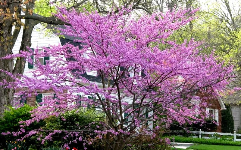 Eastern Redbud - 2 Gallon Pot 8 Eastern Redbud - 2 Gallon Pot - Image 6