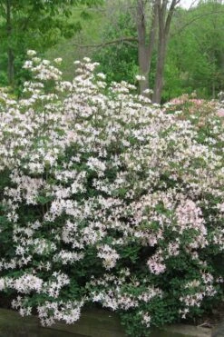 Coastal Azalea (Rhododendron Atlanticum) - 1 Gallon Pot -Garden Plants Shop rhododendron atlanticum coastal azalea 1