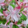 Coastal Azalea (Rhododendron Atlanticum) - 1 Gallon Pot -Garden Plants Shop rhododendron atlanticum coastal azalea 6