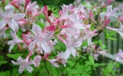 Coastal Azalea (Rhododendron Atlanticum) - 1 Gallon Pot -Garden Plants Shop rhododendron atlanticum coastal azalea 7