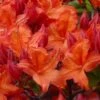 Mooshatanio Native Azalea (Rhododendron X Austrinum) - 1 Gallon Pot 1 Mooshatanio Native Azalea (Rhododendron X Austrinum) - 1 Gallon Pot -Garden Plants Shop rhododendron austrinum mooshatanio native azalea 1