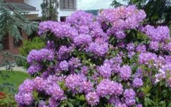 Grandiflorum Catawba Rhododendron - 3 Gallon Pot -Garden Plants Shop rhododendron catawbiense grandiflorum 1