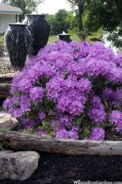 Grandiflorum Catawba Rhododendron - 3 Gallon Pot -Garden Plants Shop rhododendron catawbiense grandiflorum 100