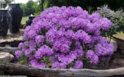 Grandiflorum Catawba Rhododendron - 3 Gallon Pot -Garden Plants Shop rhododendron catawbiense grandiflorum 101