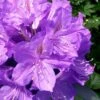 Grandiflorum Catawba Rhododendron - 3 Gallon Pot -Garden Plants Shop rhododendron catawbiense grandiflorum 108