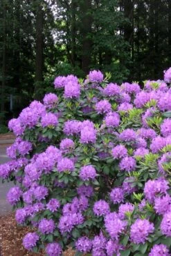 Grandiflorum Catawba Rhododendron - 3 Gallon Pot -Garden Plants Shop rhododendron catawbiense grandiflorum 6