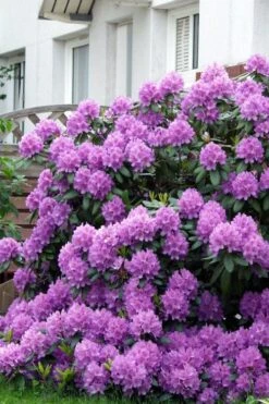 Grandiflorum Catawba Rhododendron - 3 Gallon Pot -Garden Plants Shop rhododendron catawbiense grandiflorum 7