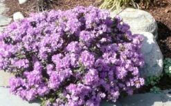 Purple Gem Dwarf Rhododendron - 3 Gallon Pot -Garden Plants Shop rhododendron purple gem 1