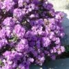 Purple Gem Dwarf Rhododendron - 3 Gallon Pot -Garden Plants Shop rhododendron purple gem 2
