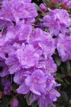Purple Gem Dwarf Rhododendron - 3 Gallon Pot -Garden Plants Shop rhododendron purple gem 3