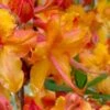 Tallulah Sunrise Native Azalea (Rhododendron) - 1 Gallon Pot -Garden Plants Shop rhododendron tallulah sunrise native azalea 100 thumbnail