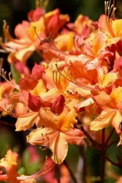 Tallulah Sunrise Native Azalea (Rhododendron) - 1 Gallon Pot -Garden Plants Shop rhododendron tallulah sunrise native azalea 101