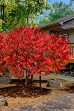 Staghorn Sumac (Rhus Typhina) - 3 Gallon Pot -Garden Plants Shop rhus typhina staghorn sumac 10