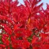 Staghorn Sumac (Rhus Typhina) - 3 Gallon Pot -Garden Plants Shop rhus typhina staghorn sumac 11