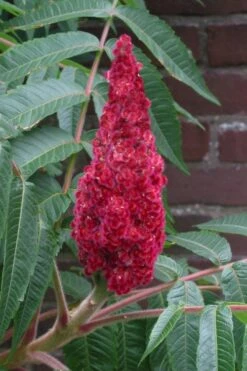 Staghorn Sumac (Rhus Typhina) - 3 Gallon Pot -Garden Plants Shop rhus typhina staghorn sumac 2