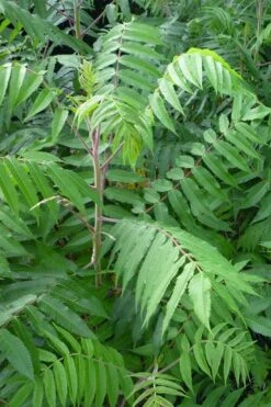 Staghorn Sumac (Rhus Typhina) - 3 Gallon Pot -Garden Plants Shop rhus typhina staghorn sumac 3