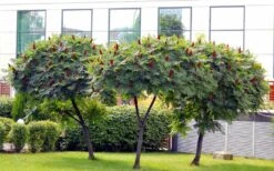 Staghorn Sumac (Rhus Typhina) - 3 Gallon Pot -Garden Plants Shop rhus typhina staghorn sumac 5