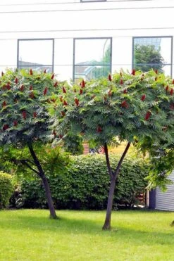 Staghorn Sumac (Rhus Typhina) - 3 Gallon Pot -Garden Plants Shop rhus typhina staghorn sumac 7
