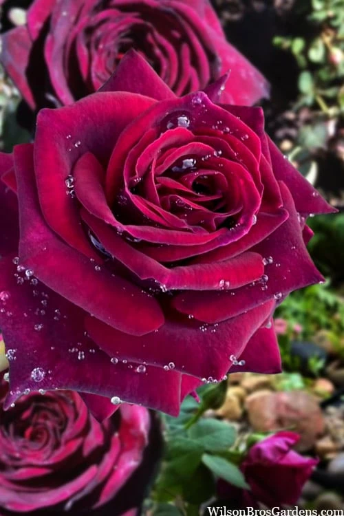 Crimson Knight Brindabella Rose - 3 Gallon Pot 3 Crimson Knight Brindabella Rose - 3 Gallon Pot