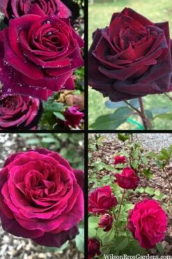 Crimson Knight Brindabella Rose - 3 Gallon Pot 11 Crimson Knight Brindabella Rose - 3 Gallon Pot -Garden Plants Shop rosa crimson knight brindabella rose 2