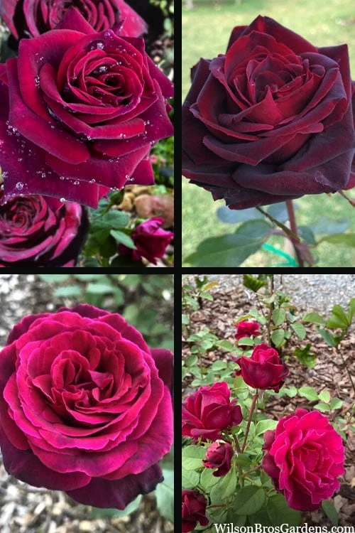 Crimson Knight Brindabella Rose - 3 Gallon Pot 7 Crimson Knight Brindabella Rose - 3 Gallon Pot - Image 5