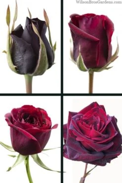 Crimson Knight Brindabella Rose - 3 Gallon Pot 10 Crimson Knight Brindabella Rose - 3 Gallon Pot -Garden Plants Shop rosa crimson knight brindabella rose 3