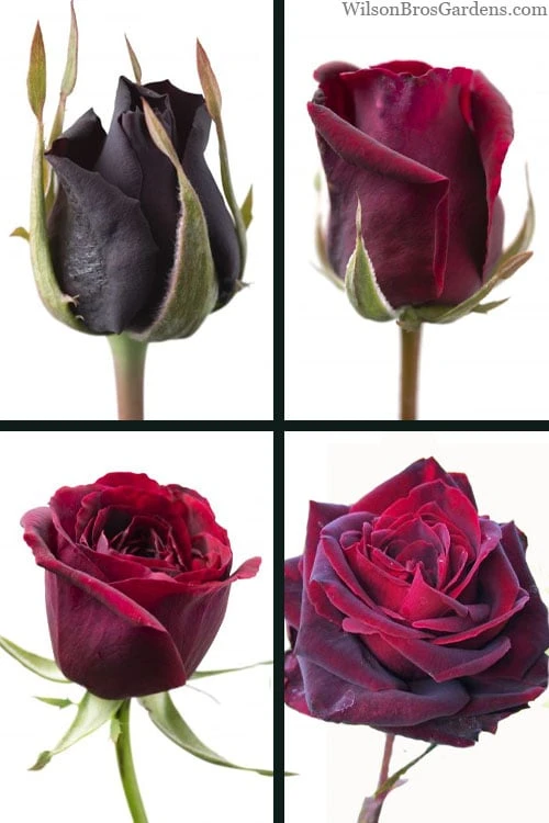 Crimson Knight Brindabella Rose - 3 Gallon Pot 6 Crimson Knight Brindabella Rose - 3 Gallon Pot - Image 4