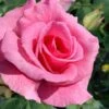 Brindabella Pink Princess Shrub Rose - 2 Gallon Pot -Garden Plants Shop rosa pink princess brindabella shrub rose 2
