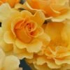 Rise Up Amberness Rose - 2 Gallon Pot 2 Rise Up Amberness Rose - 2 Gallon Pot -Garden Plants Shop rosa rise up amberness rose 2
