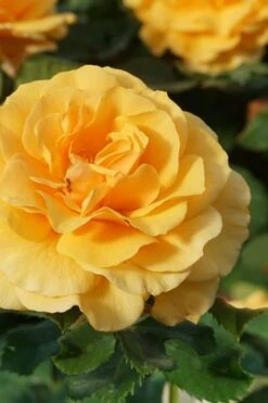 Rise Up Amberness Rose - 2 Gallon Pot -Garden Plants Shop rosa rise up amberness rose 3