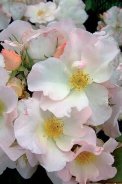 Sally Holmes Climbing Rose - 5 Gallon Pot -Garden Plants Shop rosa sally holmes climbing rose 2