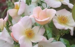 Sally Holmes Climbing Rose - 5 Gallon Pot -Garden Plants Shop rosa sally holmes climbing rose 7