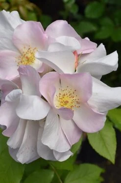 Sally Holmes Climbing Rose - 5 Gallon Pot -Garden Plants Shop rosa sally holmes climbing rose 9