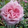 Belinda's Dream Shrub Rose - 3 Gallon Pot -Garden Plants Shop rose belindas dream 12