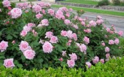 Belinda's Dream Shrub Rose - 3 Gallon Pot -Garden Plants Shop rose belindas dream 7