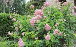 Belinda's Dream Shrub Rose - 3 Gallon Pot -Garden Plants Shop rose belindas dream 8