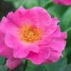 Brindabella First Lady Shrub Rose - 1 Gallon Pot -Garden Plants Shop rose brindabella first lady 1