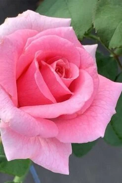 Brindabella Pink Princess Shrub Rose - 2 Gallon Pot -Garden Plants Shop rose brindabella pink princess 2