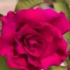 Brindabella Red Empress Shrub Rose - 2 Gallon Pot -Garden Plants Shop rose brindabella red empress 10 1