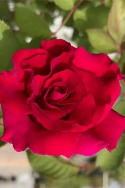 Brindabella Red Empress Shrub Rose - 3 Gallon Pot -Garden Plants Shop rose brindabella red empress 11