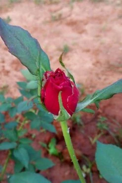 Brindabella Red Empress Shrub Rose - 2 Gallon Pot -Garden Plants Shop rose brindabella red empress 12 1