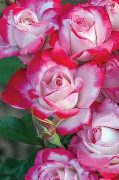 Candy Cane Cocktail Floribunda Rose - 3 Gallon Pot -Garden Plants Shop rose candy cane cocktail 2