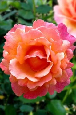 Easy Does It Rose - 3 Gallon Pot -Garden Plants Shop rose easy does it 22