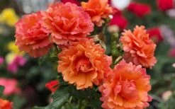 Easy Does It Rose - 3 Gallon Pot -Garden Plants Shop rose easy does it 26