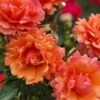 Easy Does It Rose - 3 Gallon Pot 1 Easy Does It Rose - 3 Gallon Pot -Garden Plants Shop rose easy does it 27