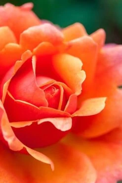 Easy Does It Rose - 3 Gallon Pot -Garden Plants Shop rose easy does it 3 500x750 1